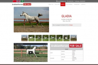 Arabian Horses For Sale