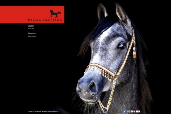 Kanka Arabians
