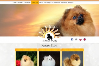 SunsetPom - Pomeranian kennel
