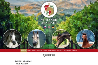 Vineyard Arabians